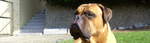 Leonard  24.4.2006 - 07.05.2016